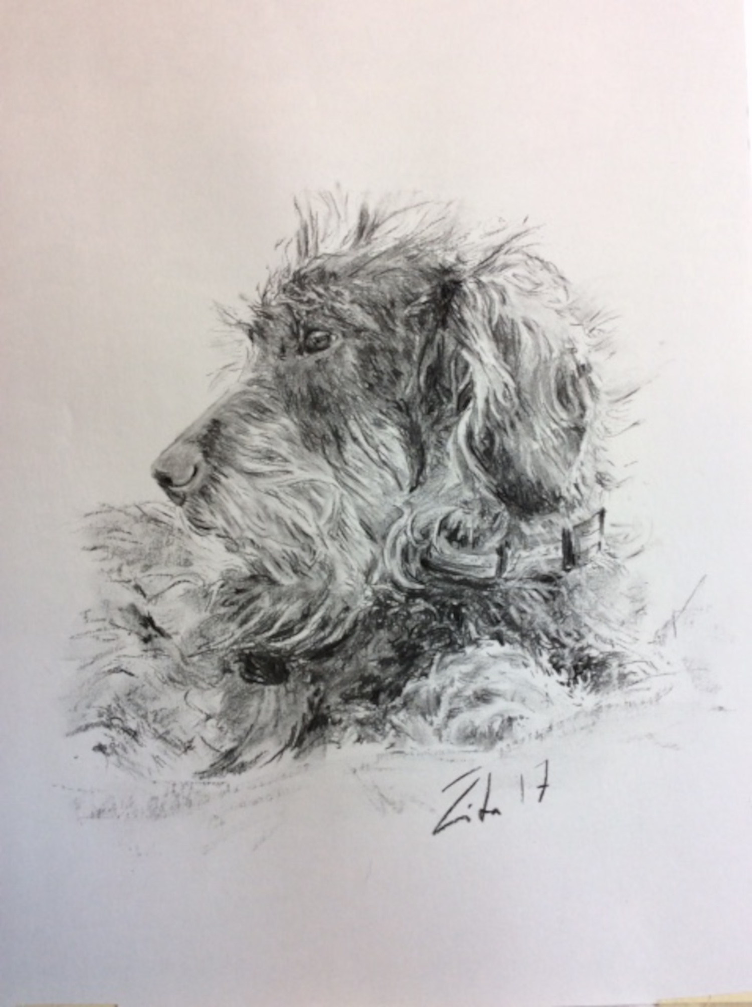 Hundeportrait Rauhaardackel